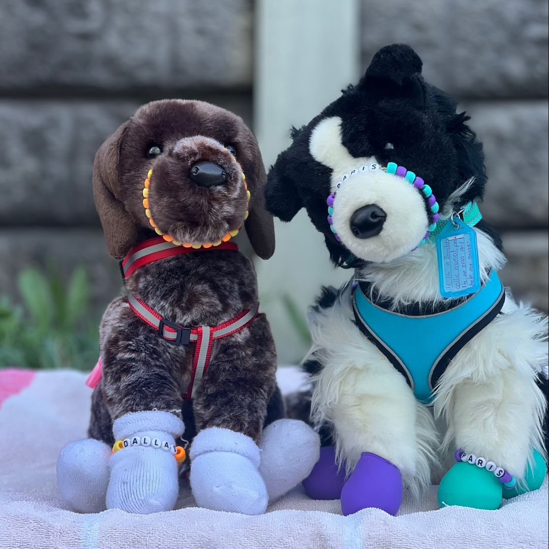 Chase Border Collie by Bass n Pro