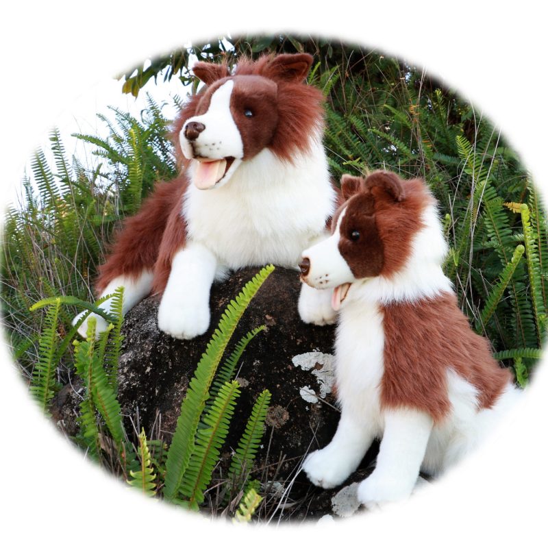 Fudge (Border Collie - 62cm lying, chocolate)