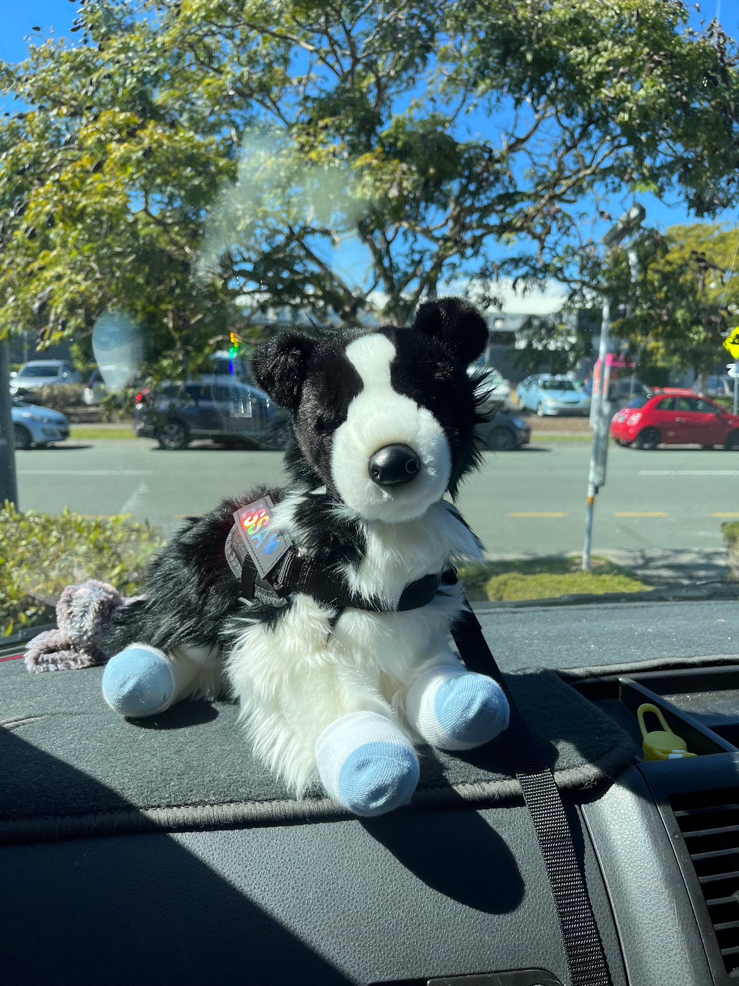Chase Border Collie by Bass n Pro