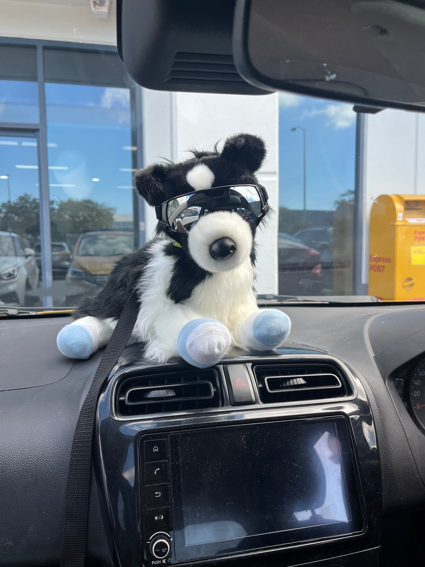 Chase Border Collie by Bass n Pro