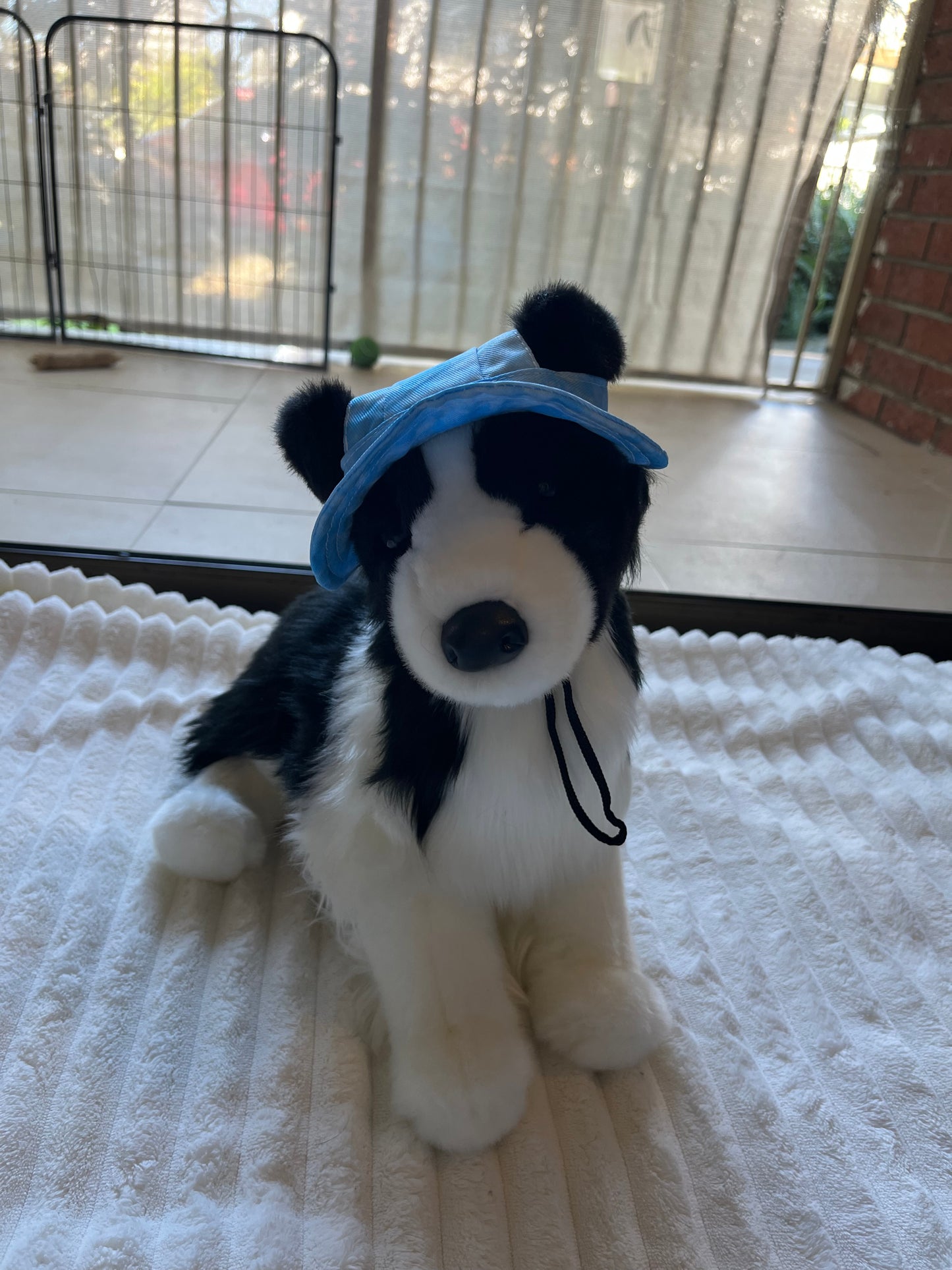Chase Border Collie by Bass n Pro