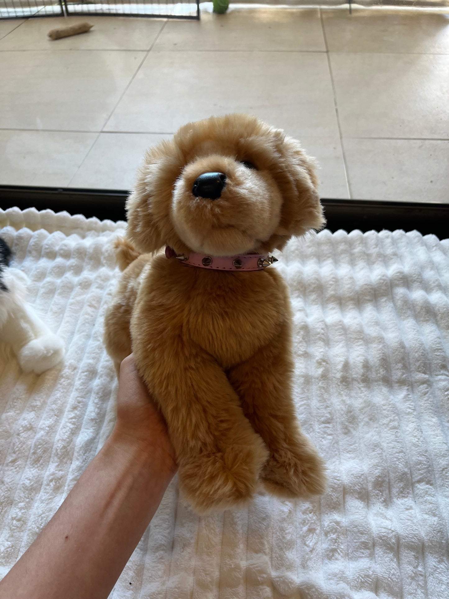 Bella Golden Retriever by Douglas