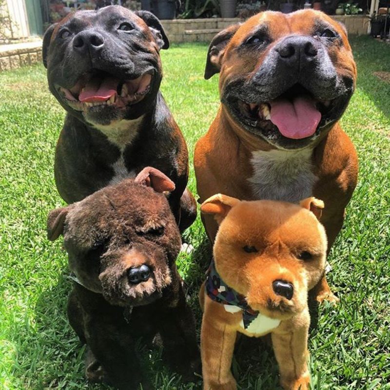 Scooter (Staffy - 32cm sitting, brindle)
