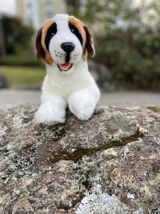 Mozart (St. Bernard - 40cm)