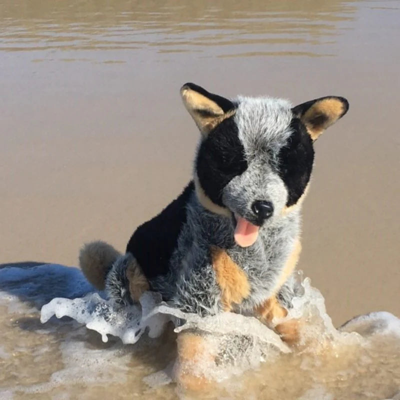 Rocky (Cattle Dog - 41cm sitting)
