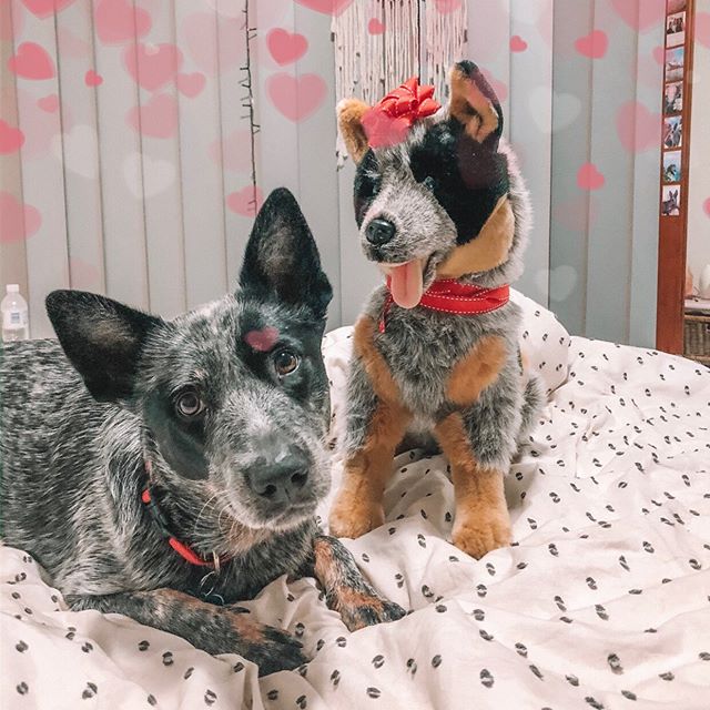 Rocky (Cattle Dog - 41cm sitting)