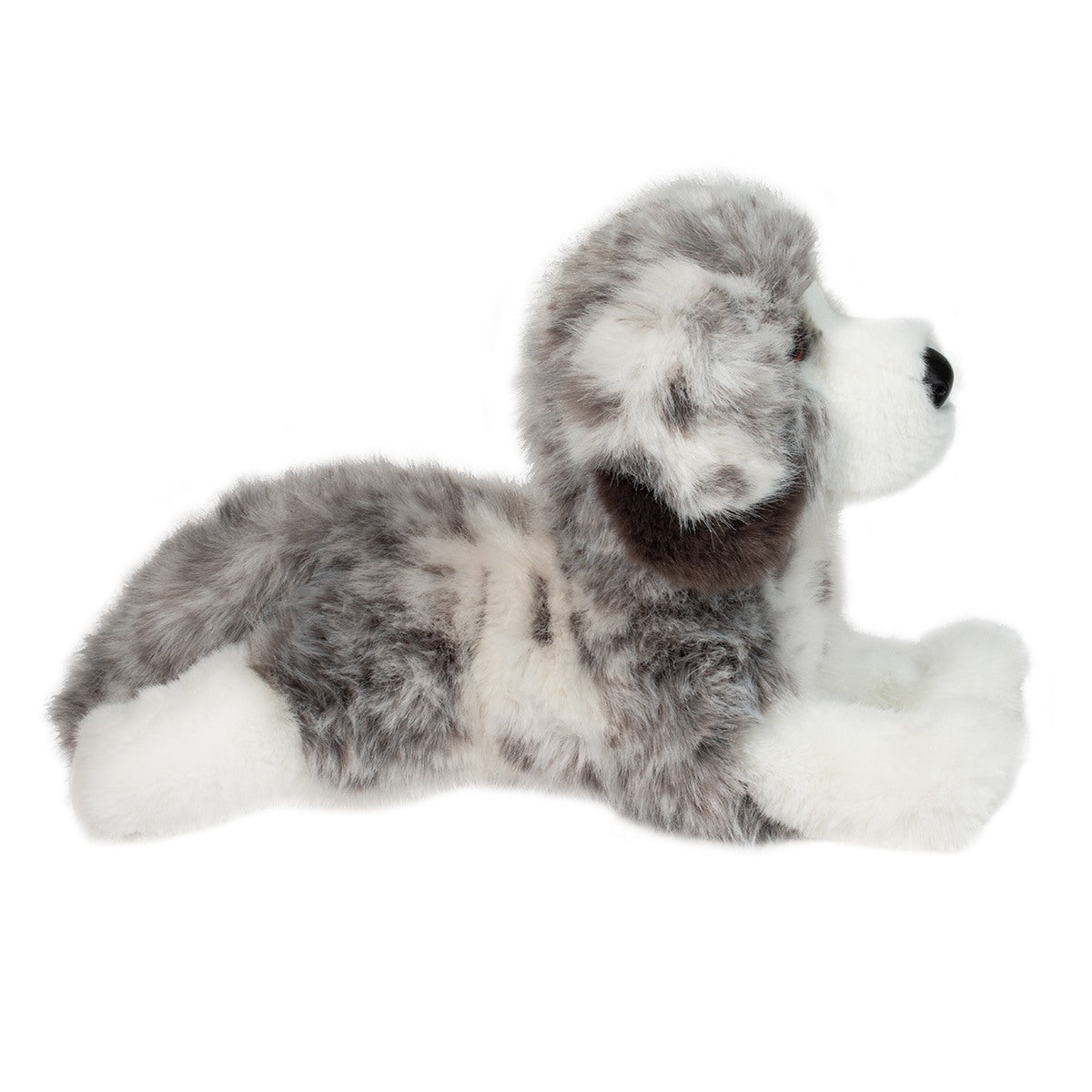 Skylar DLux Australian Shepherd by Douglas