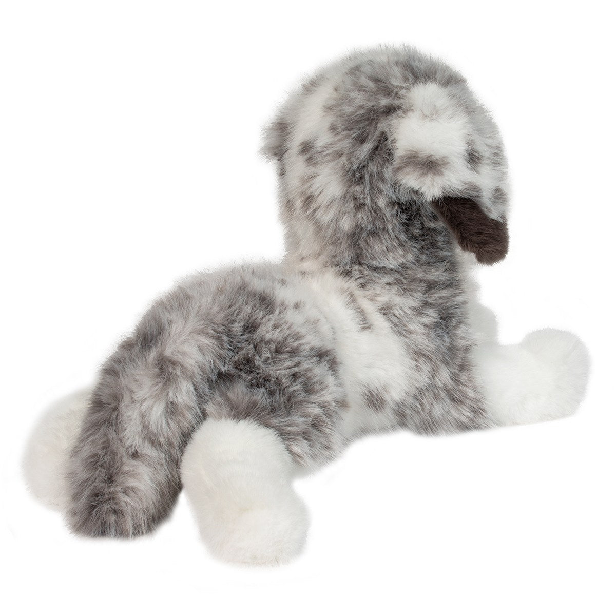 Skylar DLux Australian Shepherd by Douglas