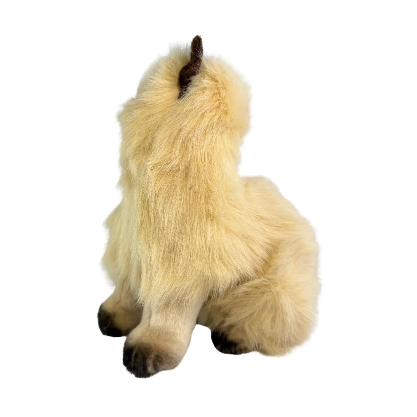 Toffee - Himalayan Cat - 34cm sitting