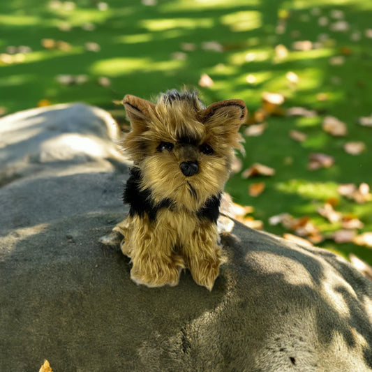 Archie (Australian Yorkshire Terrier, 28cm sitting)