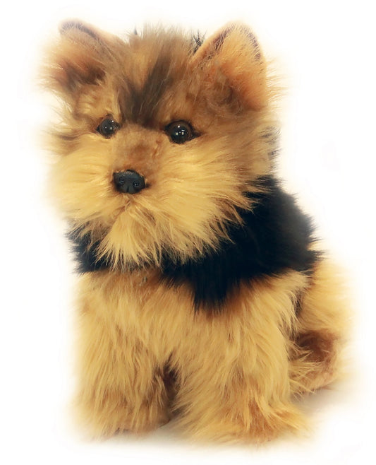 Archie (Australian Yorkshire Terrier, 28cm sitting)