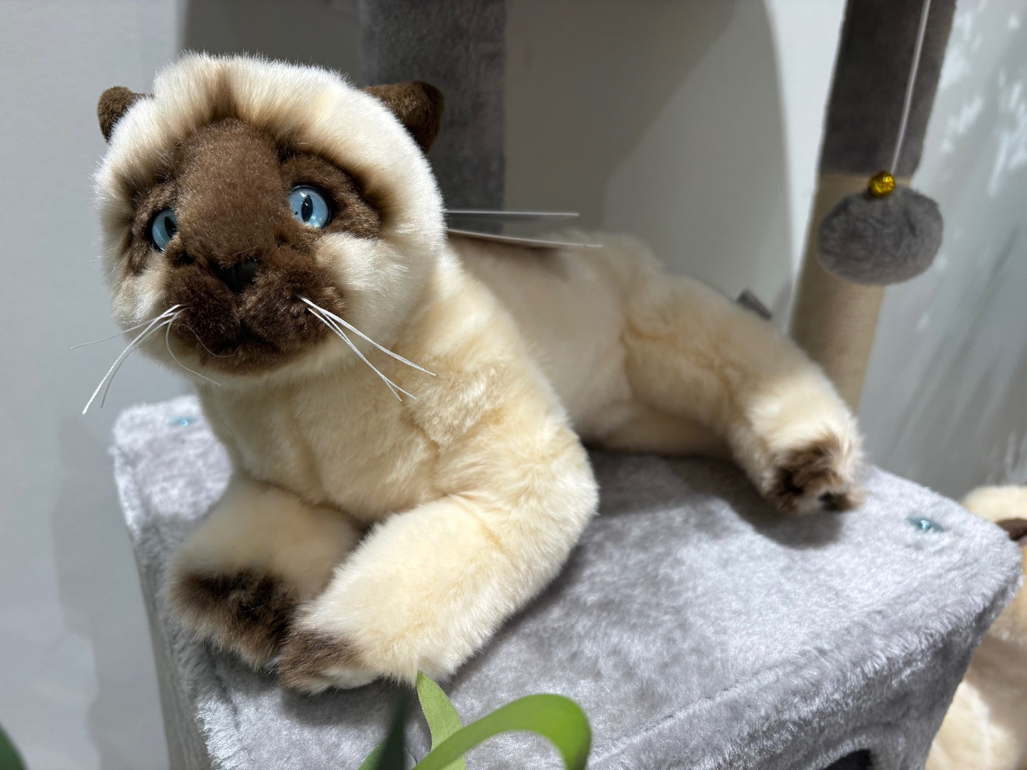 Blossum - Siamese Cat - 30cm lying