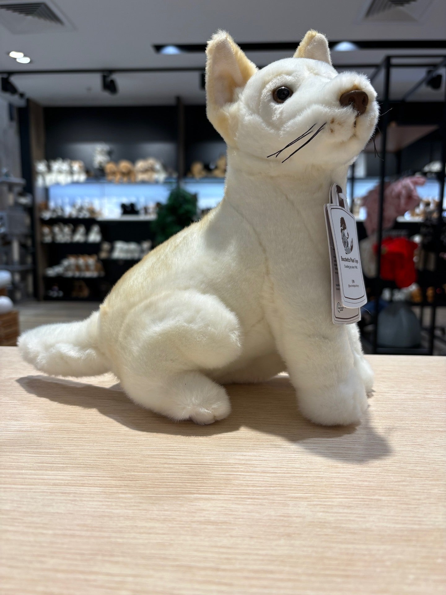 Ivory - Dingo - 25cm sitting, white