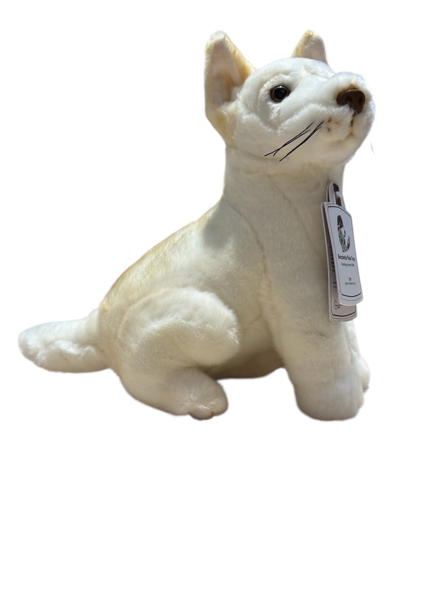 Ivory - Dingo - 25cm sitting, white
