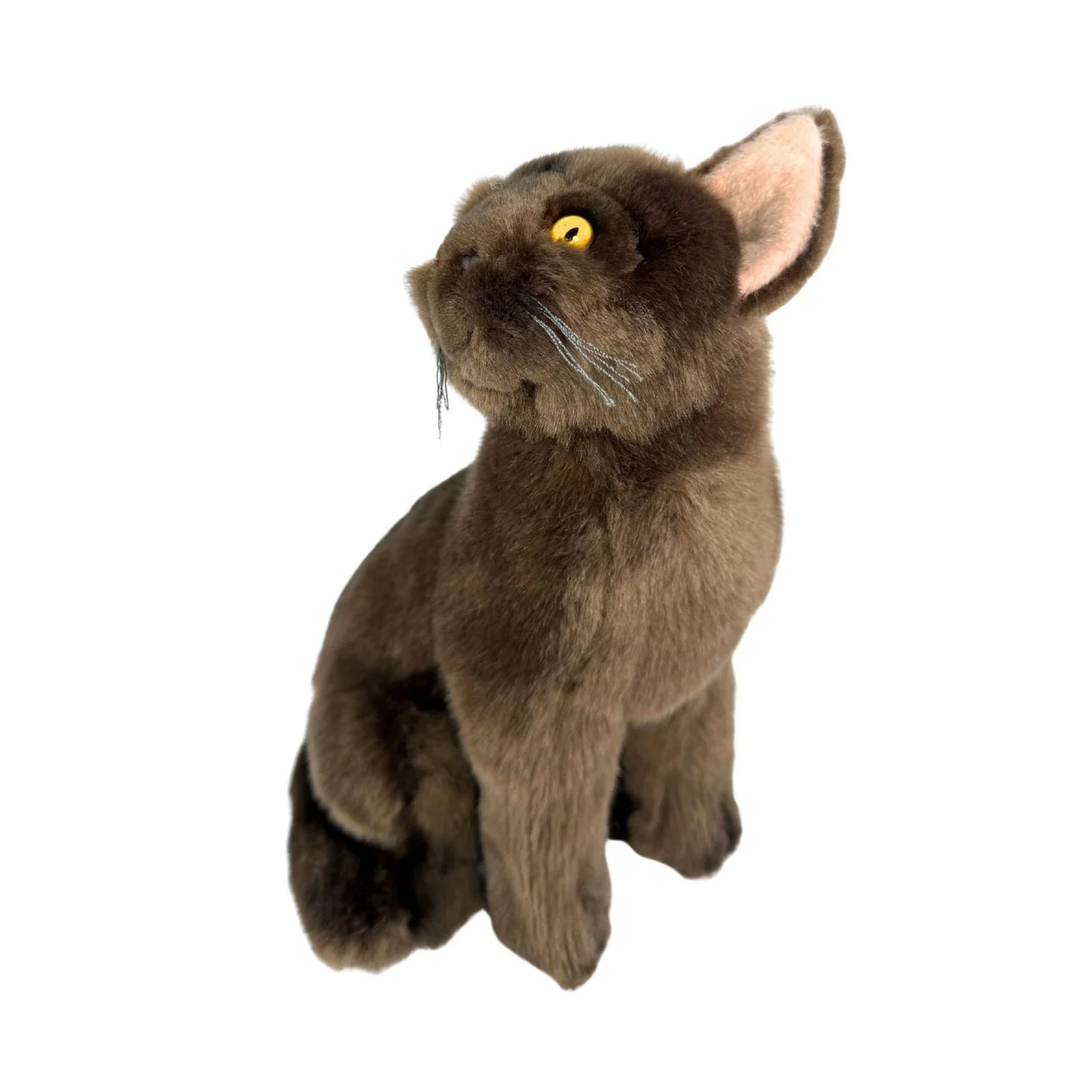 Nutmeg - Burmese Cat - 26cm Sitting, Chocolate Brown