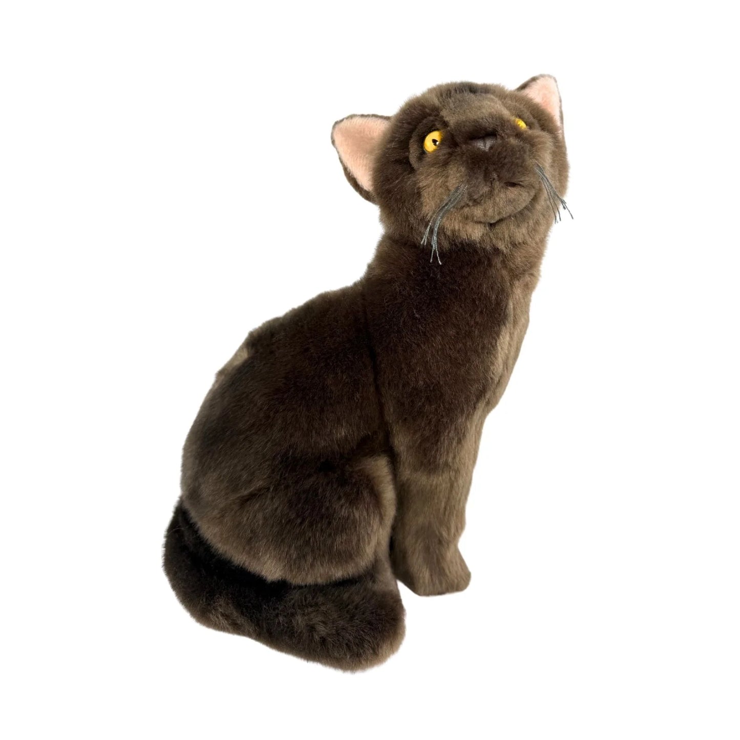 Nutmeg - Burmese Cat - 26cm Sitting, Chocolate Brown