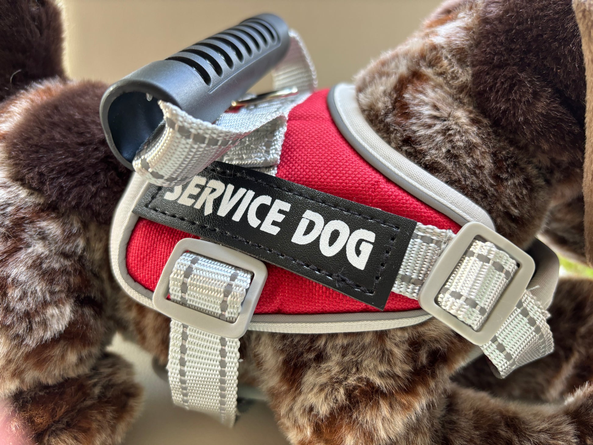 Service Dog Vest on Douglas Dog German Pointer Wolfgang