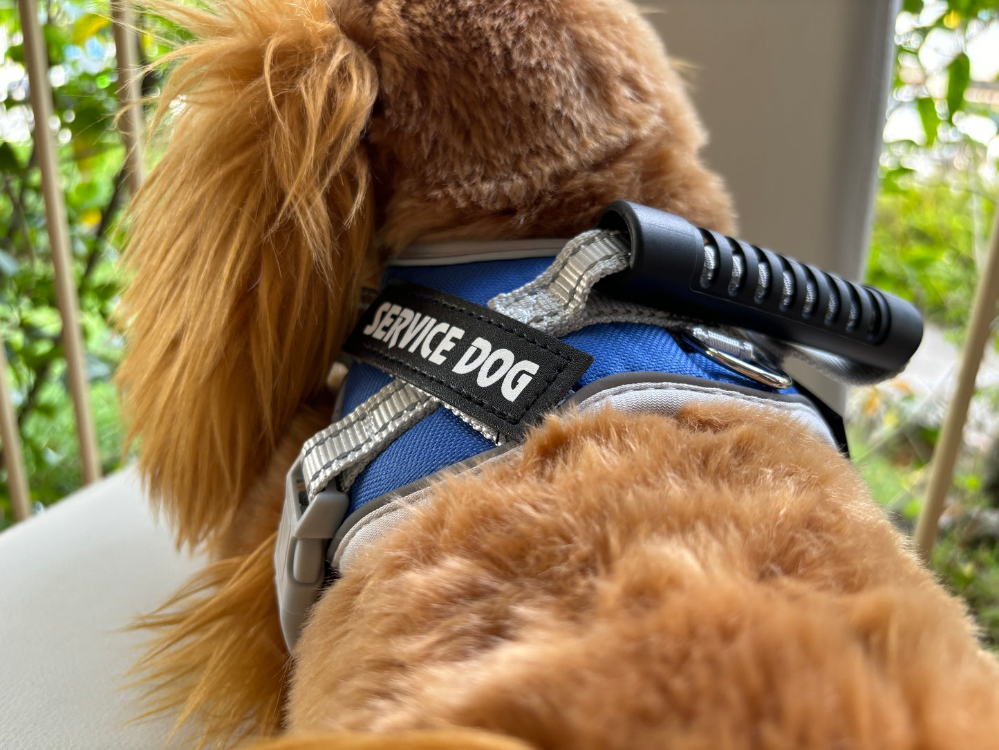 Service Dog vest on Bocchetta Dog Lexi Cocker Spaniel