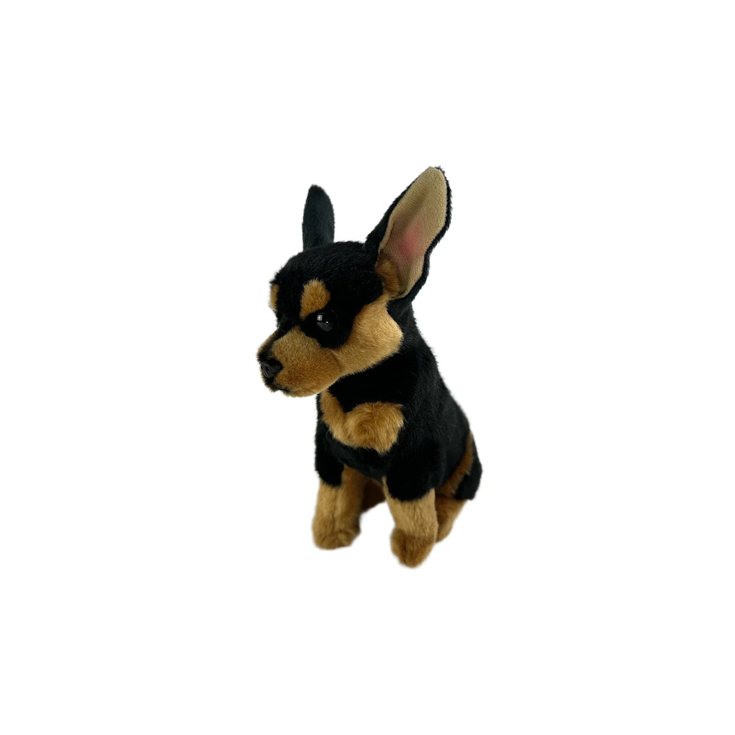 Taco (Chihuahua - 25cm sitting)