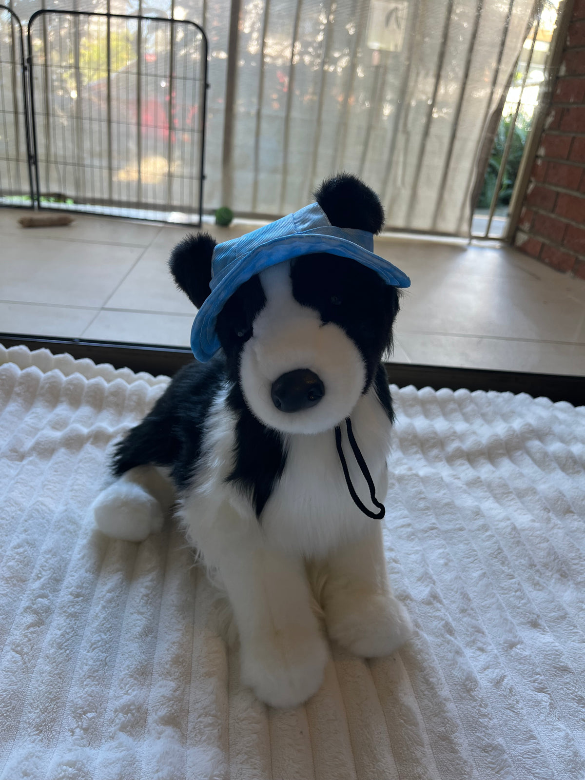 Chase Border Collie by Douglas ESSA – Lacey Lane Plushies