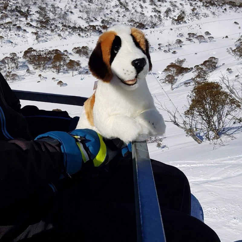 Mozart (St. Bernard - 40cm)