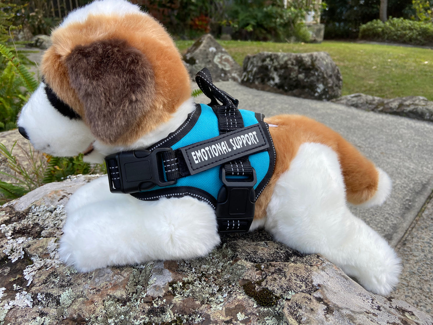 Mozart (St. Bernard - 40cm)