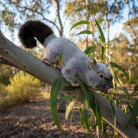 Zack - Brushtail Possum - 33cm