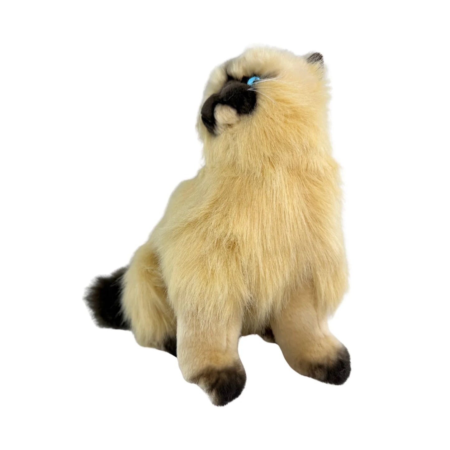 Toffee - Himalayan Cat - 34cm sitting