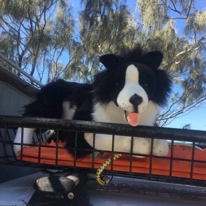 Oscar (Border Collie - 62cm lying)