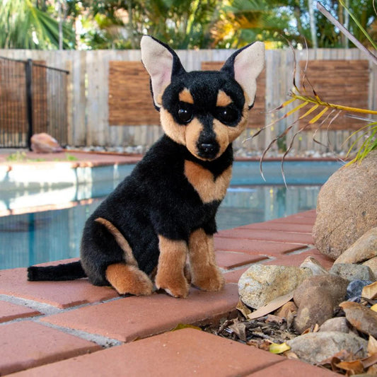 Taco (Chihuahua - 25cm sitting)